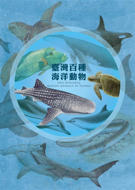 玳瑁標本價格|臺灣百種海洋動物圖鑑